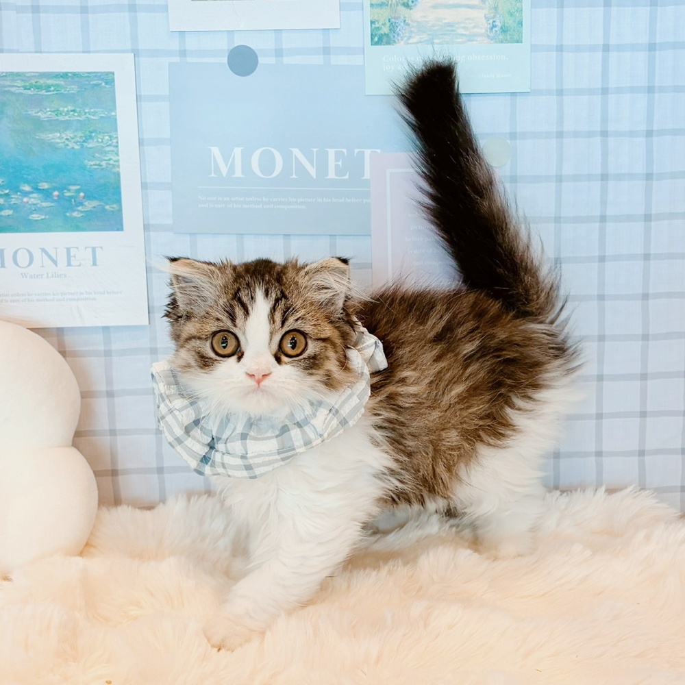 福井県のスコティッシュフォールド (犬の家＆猫の里福井店/2026年5月1日生まれ/男の子/シルバータビーホワイト)の子猫の2枚目の画像