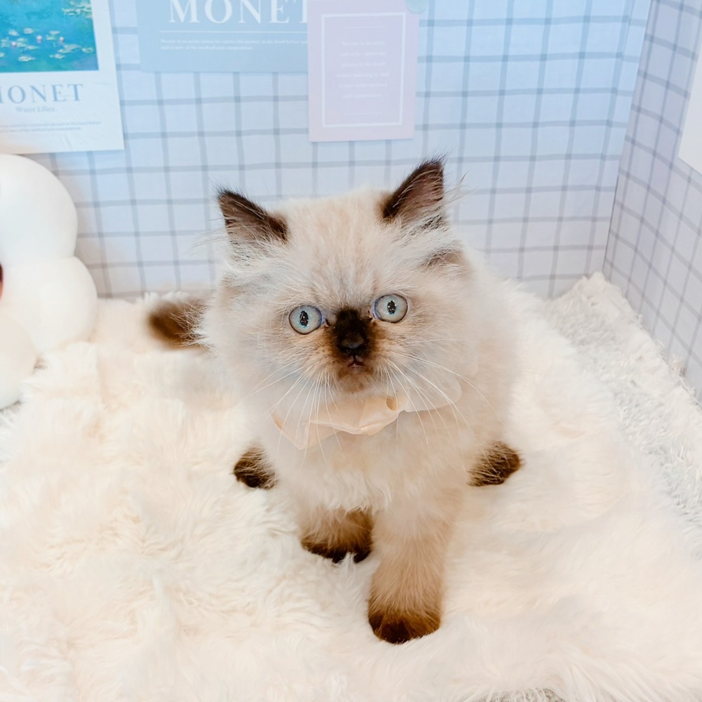 福井県のヒマラヤン (犬の家＆猫の里福井店/2026年5月17日生まれ/女の子/シールポイント)の子猫の1枚目の画像