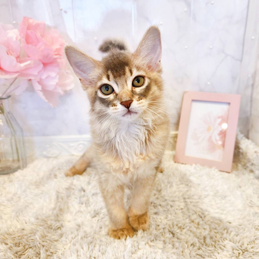 福井県のソマリ (犬の家＆猫の里福井店/2026年5月23日生まれ/女の子/ブルー)の子猫の2枚目の画像