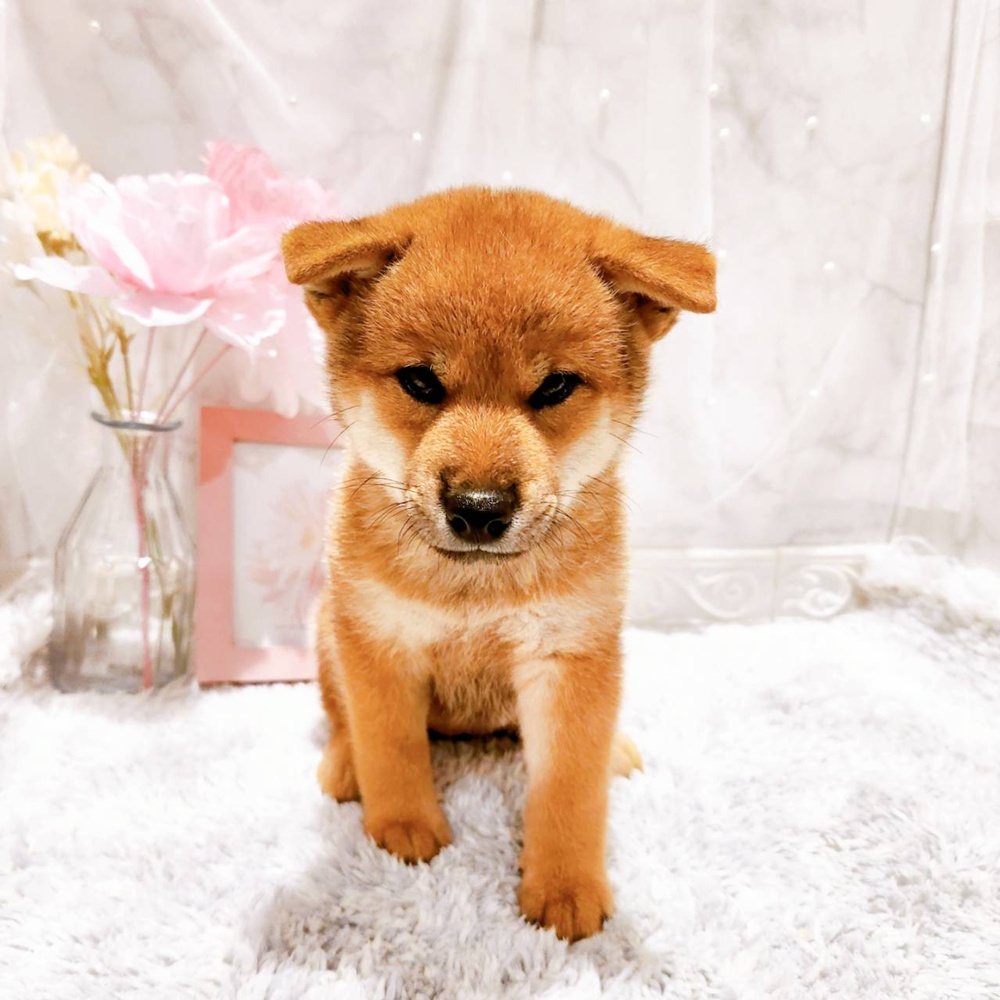 福井県の柴犬(標準サイズ) (犬の家＆猫の里福井店/2026年6月23日生まれ/女の子/赤)の子犬の2枚目の画像