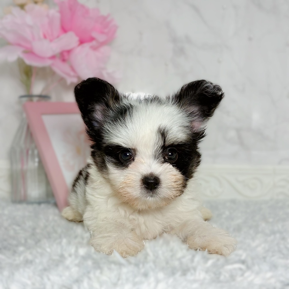 福井県のハーフ犬・ミックス犬 (犬の家＆猫の里福井店/2026年7月6日生まれ/女の子/トライカラー)の子犬の2枚目の画像