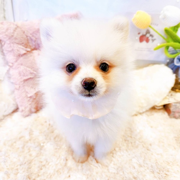福井県のポメラニアン (犬の家＆猫の里福井店/2025年6月21日生まれ/女の子/クリーム)の子犬の1枚目の画像