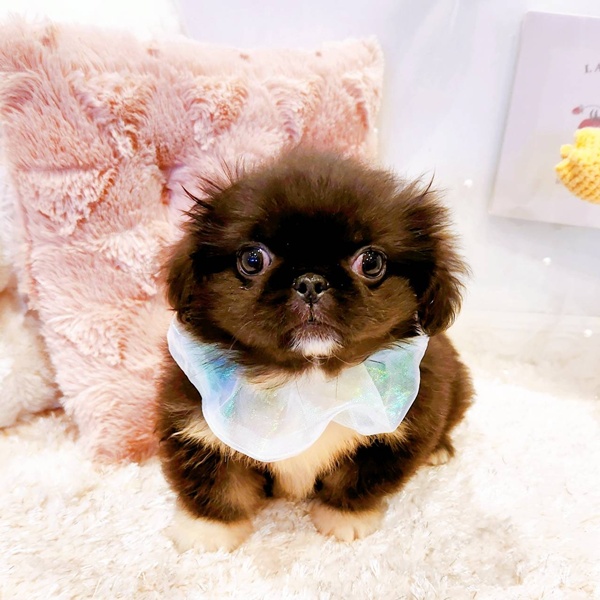 福井県のペキニーズ (犬の家＆猫の里福井店/2025年8月4日生まれ/男の子/ブラックタンホワイト)の子犬の1枚目の画像