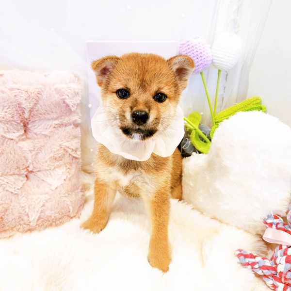 福井県の柴犬(標準サイズ) (犬の家＆猫の里福井店/2025年8月2日生まれ/女の子/赤)の子犬の1枚目の画像