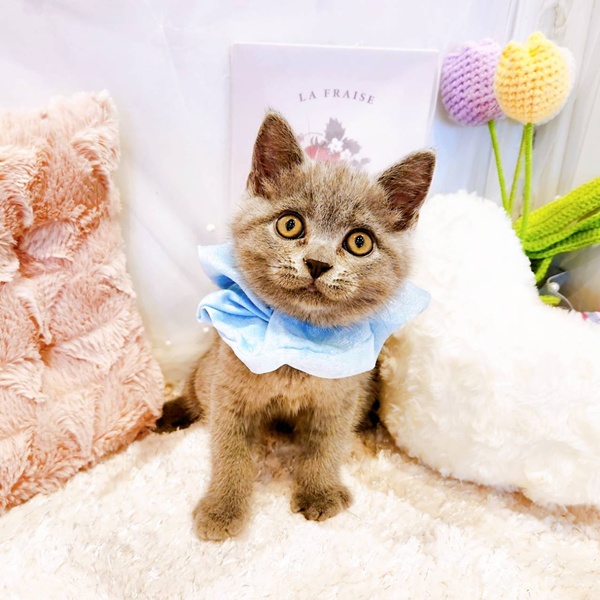福井県のブリティッシュショートヘアー (犬の家＆猫の里福井店/2025年7月28日生まれ/男の子/ブルー)の子猫の2枚目の画像