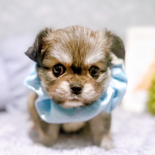 福井県のチワペキ/ペキチー/ペキチワ(チワワ×ペキニーズ) (犬の家＆猫の里福井店/2025年8月31日生まれ/男の子/フォーン)の子犬の1枚目の画像