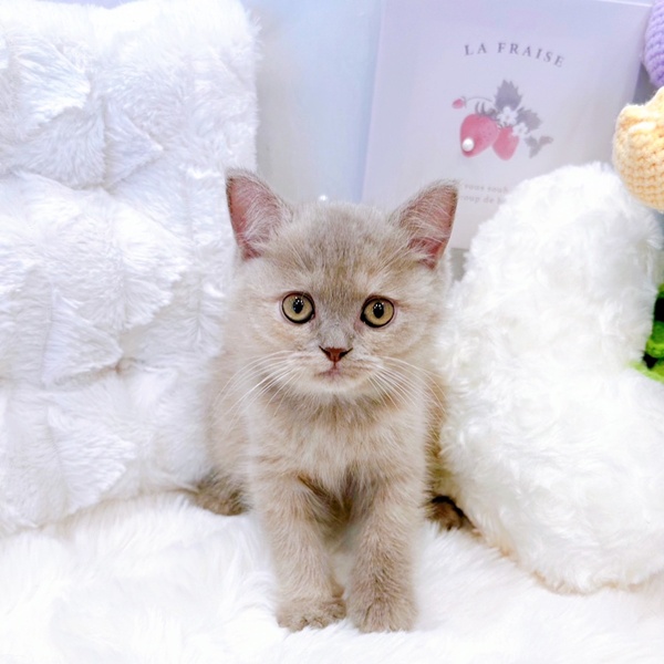 福井県のブリティッシュショートヘアー (犬の家＆猫の里福井店/2025年8月30日生まれ/女の子/ライラッククリーム)の子猫の1枚目の画像