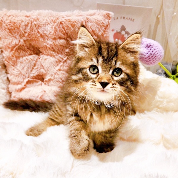 福井県のサイベリアン (犬の家＆猫の里福井店/2025年9月1日生まれ/男の子/ブラウンマッカレルタビー)の子猫の2枚目の画像