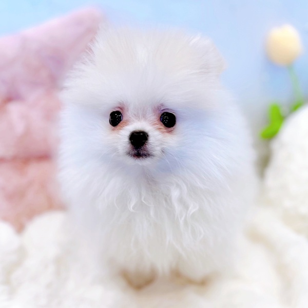 福井県のポメラニアン (犬の家＆猫の里福井店/2025年9月19日生まれ/男の子/クリーム)の子犬の2枚目の画像