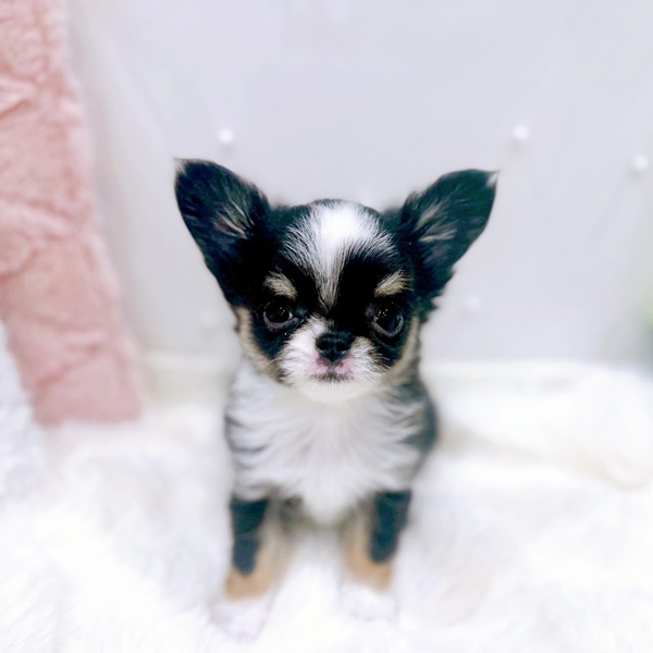 チワワ（ロング）女の子の写真