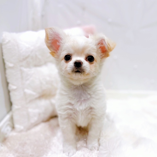 福井県のチワワ(ロング) (犬の家＆猫の里福井店/2025年10月13日生まれ/男の子/クリームホワイト)の子犬の2枚目の画像