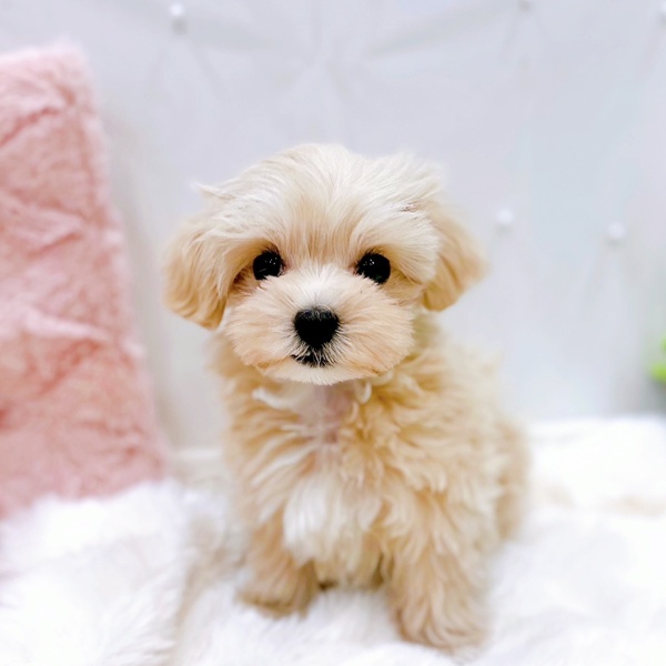 福井県のマルプー(マルチーズ×プードル) (犬の家＆猫の里福井店/2025年10月7日生まれ/女の子/クリームホワイト)の子犬の2枚目の画像