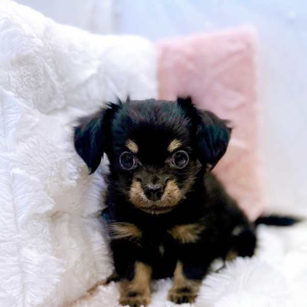 福井県のチワックス(チワワ×ダックス) (犬の家＆猫の里福井店/2025年10月12日生まれ/男の子/ブラッククリーム)の子犬の2枚目の画像