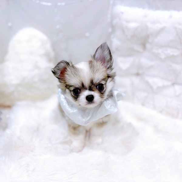 福井県のチワワ(ロング) (犬の家＆猫の里福井店/2025年10月16日生まれ/女の子/フォーンホワイト)の子犬