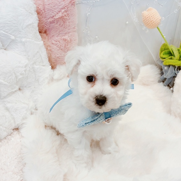 福井県のビションフリーゼ (犬の家＆猫の里福井店/2025年11月21日生まれ/男の子/ホワイト)の子犬の2枚目の画像