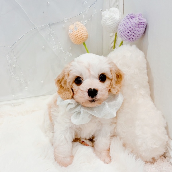 福井県のハーフ犬・ミックス犬 (犬の家＆猫の里福井店/2025年11月21日生まれ/男の子/ブレンハイム)の子犬の2枚目の画像