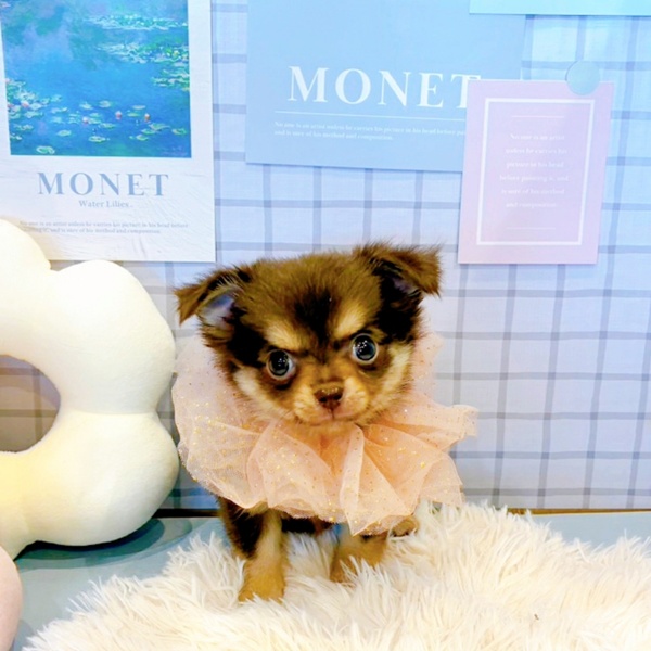 福井県のチワワ(ロング) (犬の家＆猫の里福井店/2026年2月3日生まれ/女の子/チョコレートタン)の子犬の2枚目の画像