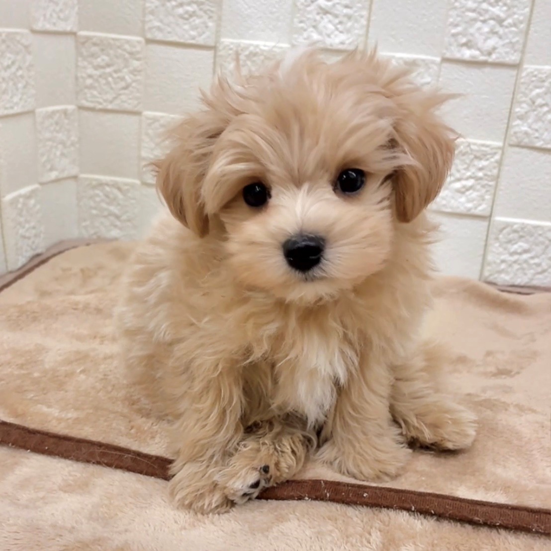 愛知県のマルプー(マルチーズ×プードル) (犬の家＆猫の里碧南店/2025年9月18日生まれ/男の子/アプリコットホワイト)の子犬の2枚目の画像