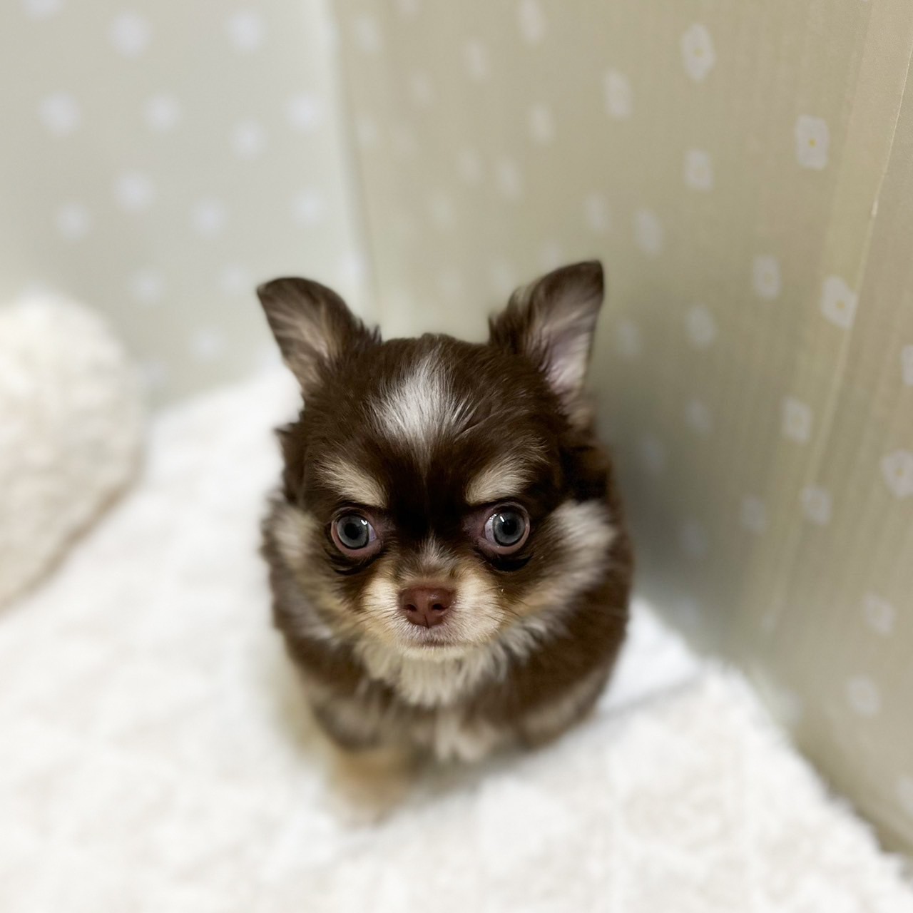 愛知県のチワワ(ロング) (犬の家＆猫の里安城店/2026年1月25日生まれ/男の子/チョコレートタンホワイト)の子犬の1枚目の画像