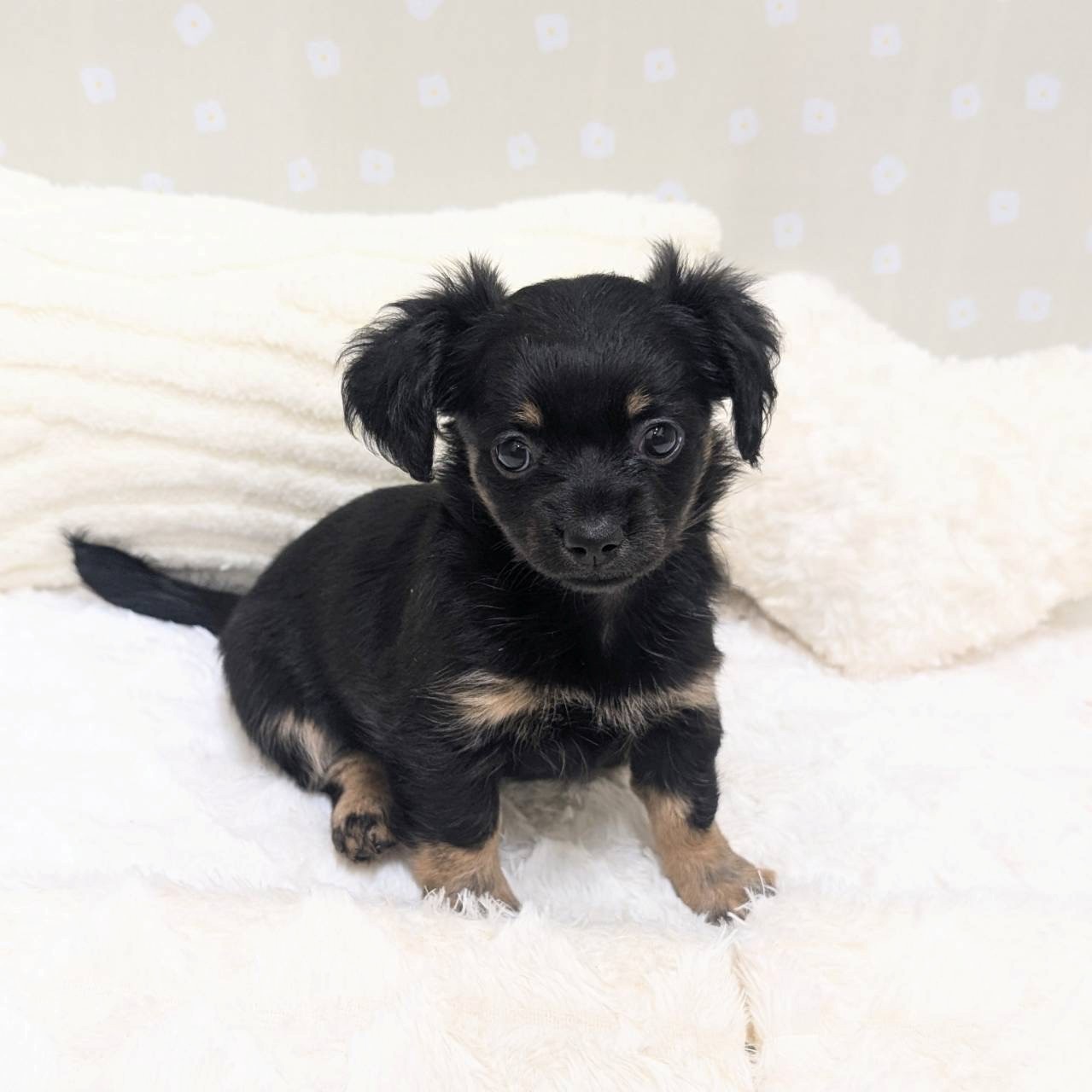 愛知県のチワックス(チワワ×ダックス) (犬の家＆猫の里安城店/2026年1月26日生まれ/女の子/ブラックタン)の子犬の1枚目の画像