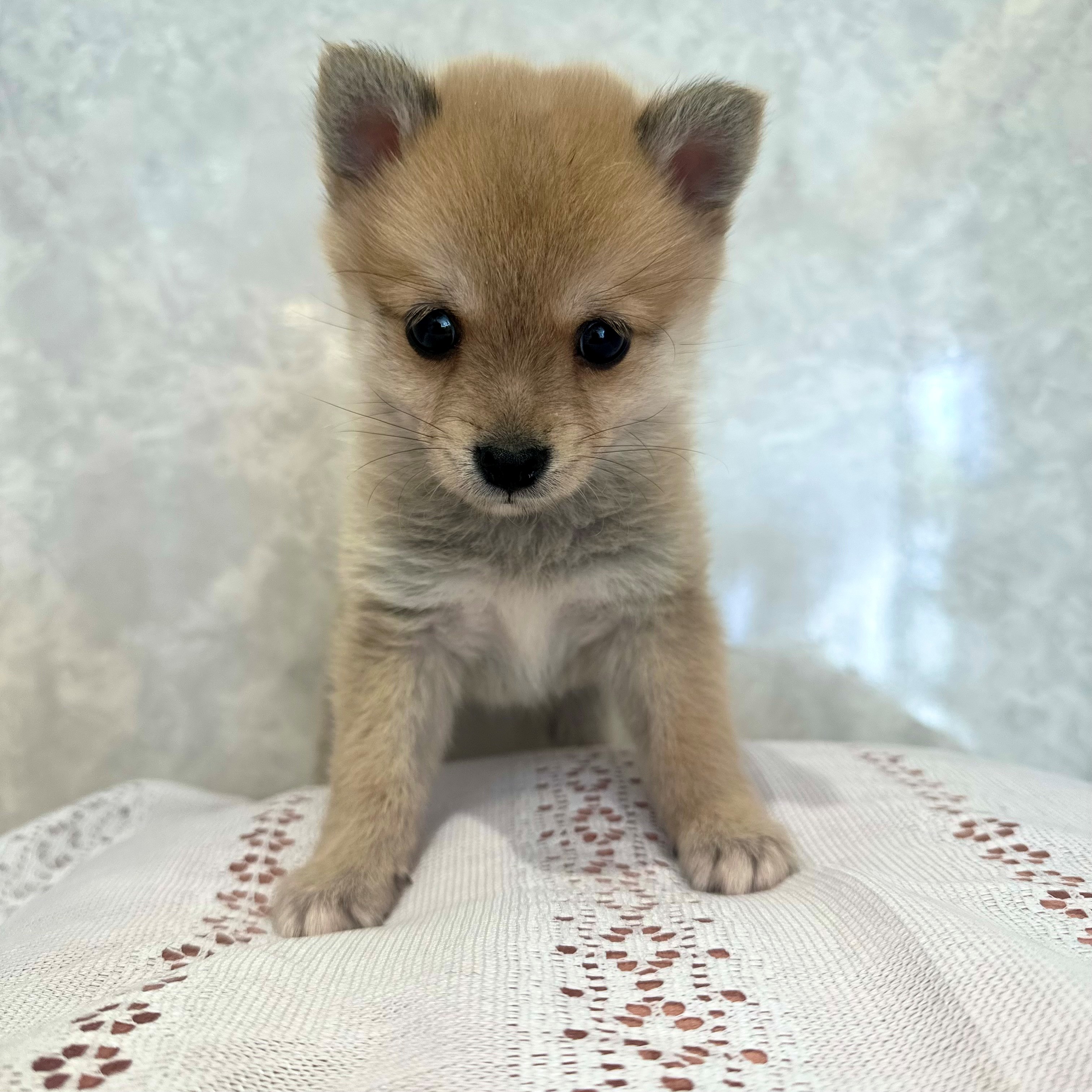 福岡県のポメ柴/豆ポメ/ポメ豆柴(ポメラニアン×柴犬) (犬の家＆猫の里くりえいと宗像店/2025年12月9日生まれ/男の子/赤)の子犬の2枚目の画像