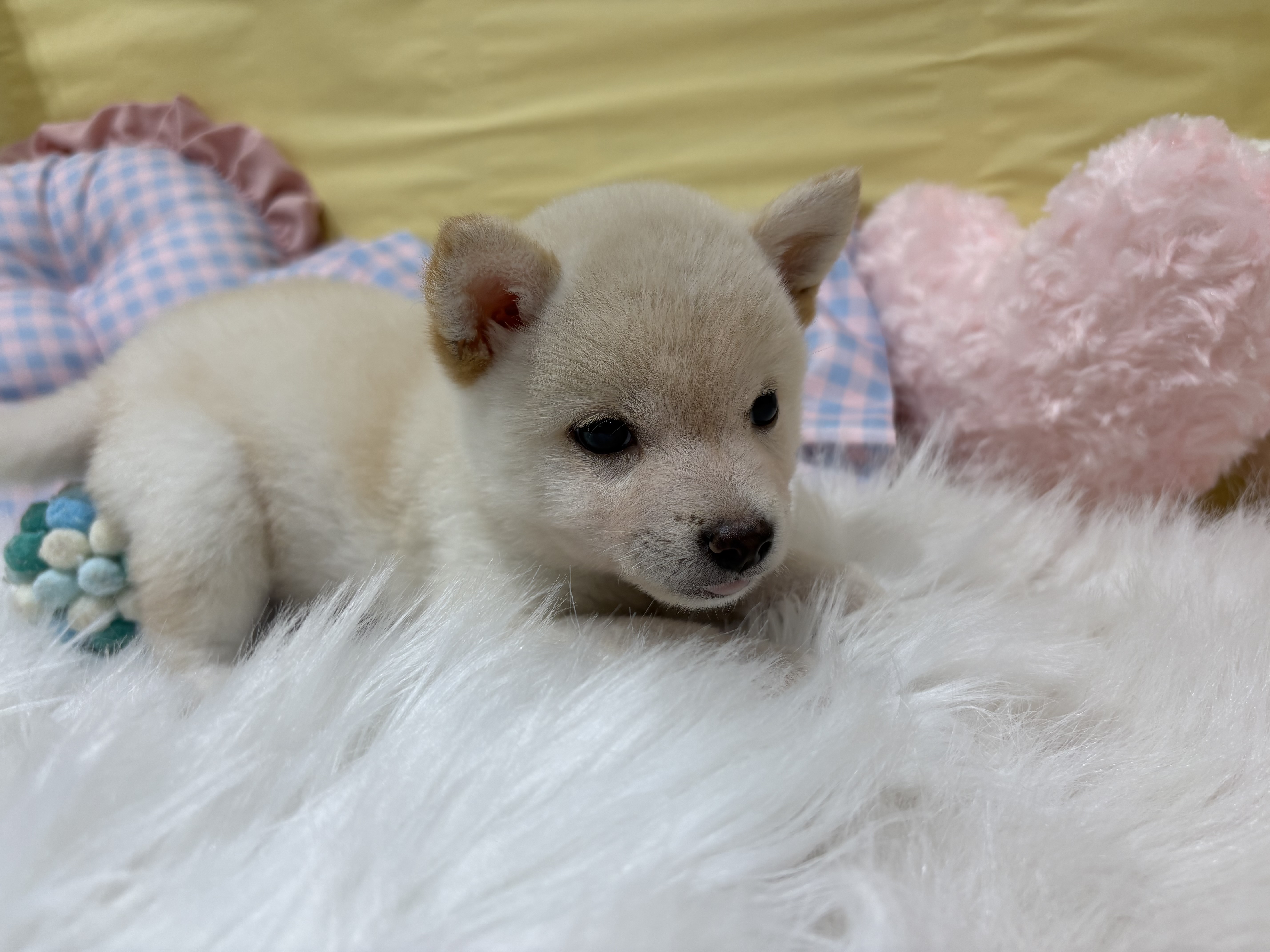 神奈川県の豆柴 (犬の家＆猫の里元住吉ブレーメン通り店/2026年6月14日生まれ/男の子/白)の子犬の2枚目の画像