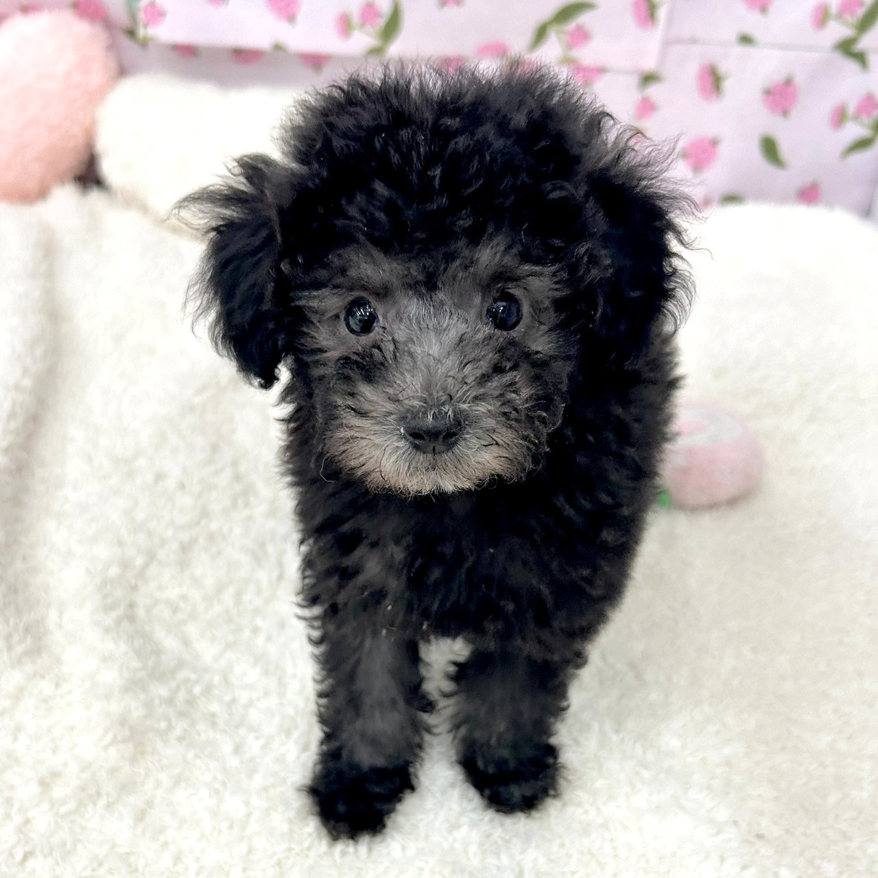 愛知県のトイプードル(トイ) (犬の家＆猫の里エアポートウォーク店/2026年5月28日生まれ/女の子/シルバー)の子犬の1枚目の画像