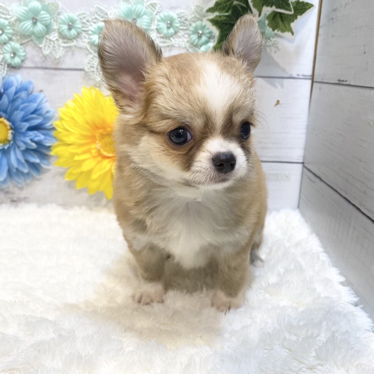 長野県のチワワ(ロング) (犬の家＆猫の里カインズ梓川店/2025年7月1日生まれ/男の子/レッドホワイト)の子犬の2枚目の画像
