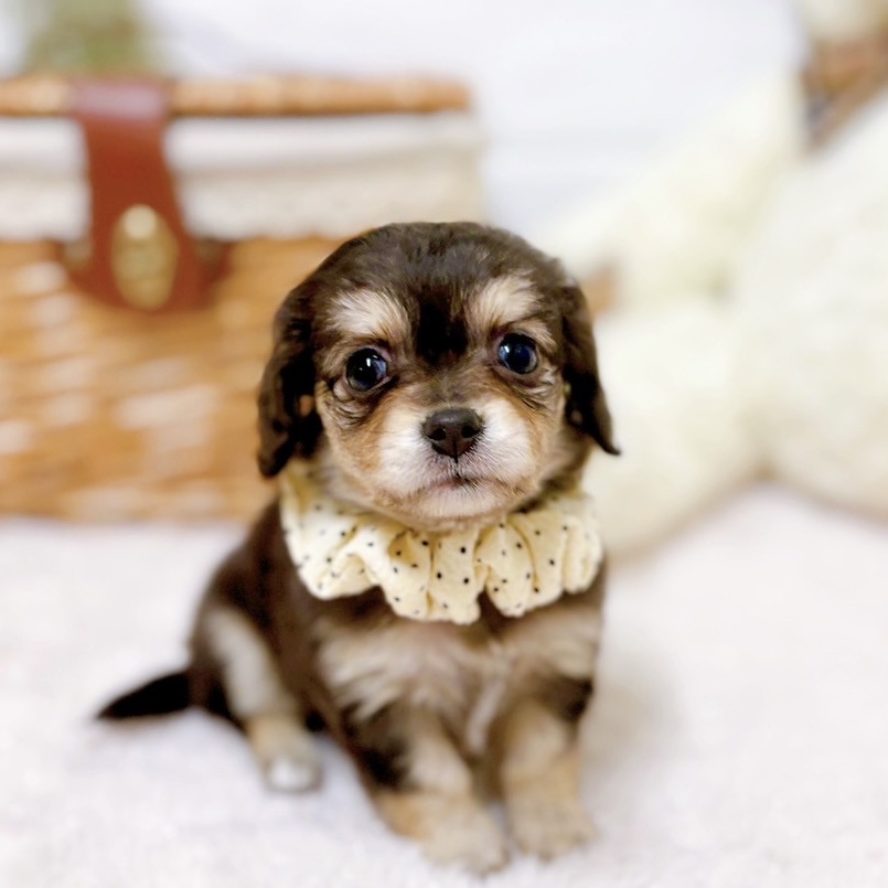 ハーフ犬女の子の写真