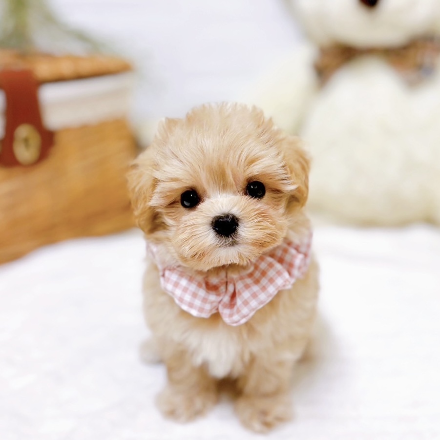 滋賀県のマルプー(マルチーズ×プードル) (犬の家＆猫の里近江八幡店/2025年10月22日生まれ/女の子/クリーム)の子犬