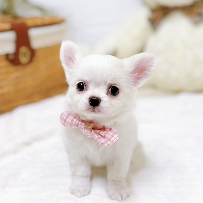 滋賀県のチワワ(ロング) (犬の家＆猫の里近江八幡店/2025年10月22日生まれ/女の子/ホワイトクリーム)の子犬