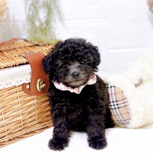 滋賀県のトイプードル(トイ) (犬の家＆猫の里近江八幡店/2025年11月8日生まれ/女の子/グレー)の子犬の1枚目の画像