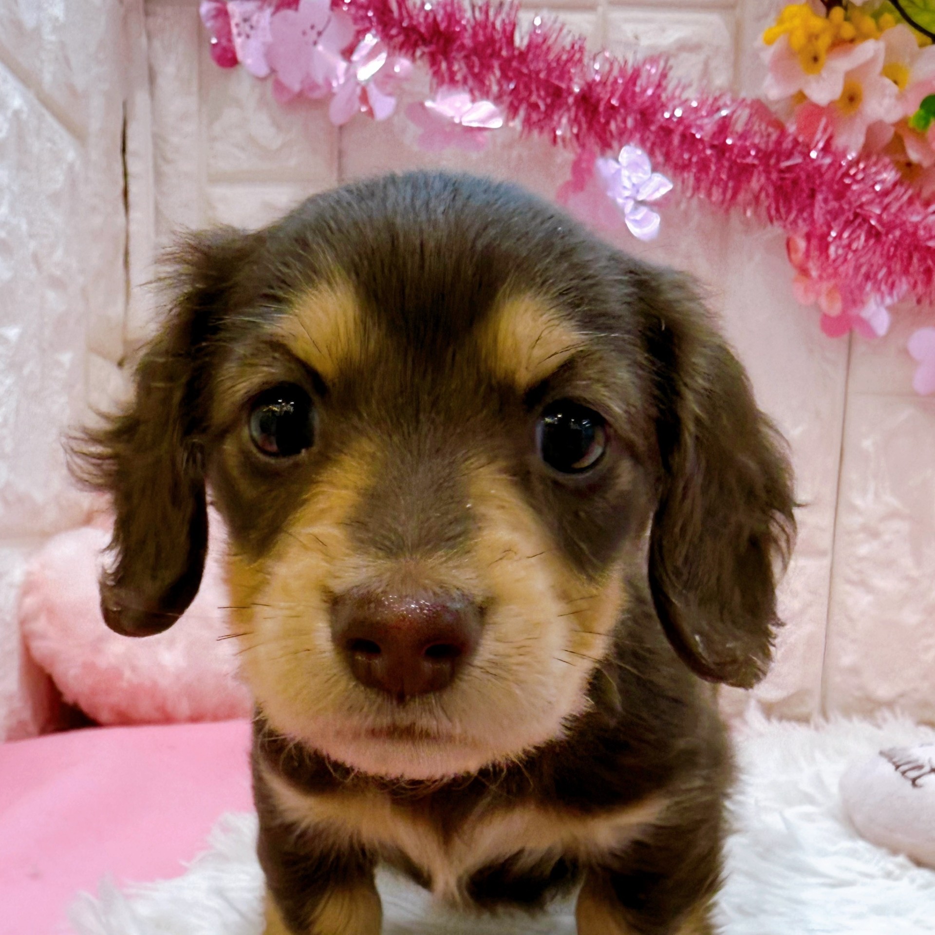 岡山県のカニンヘンダックスフンド(ロング) (犬の家＆猫の里倉敷店/2026年1月23日生まれ/男の子/チョコレートイエロー)の子犬の1枚目の画像