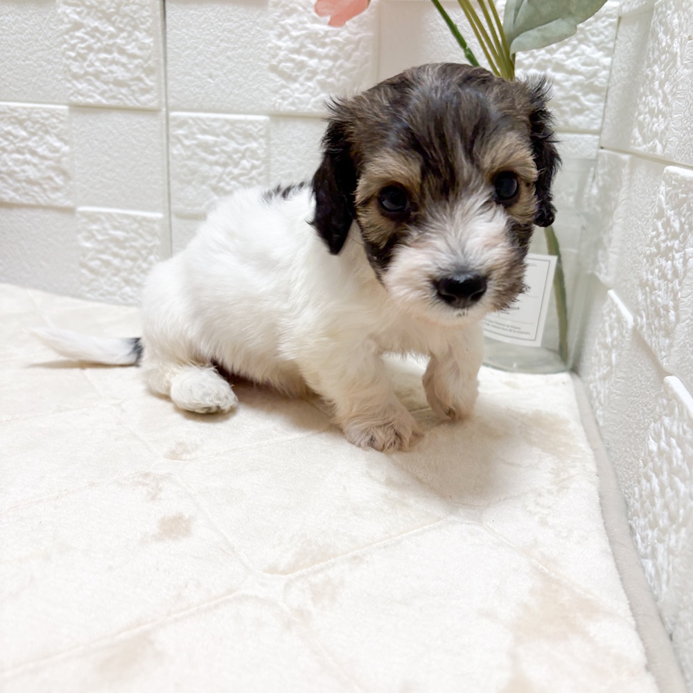 東京都のハーフ犬・ミックス犬 (犬の家＆猫の里ペットフォレスト小平店/2026年7月7日生まれ/男の子/レッドホワイト)の子犬の2枚目の画像
