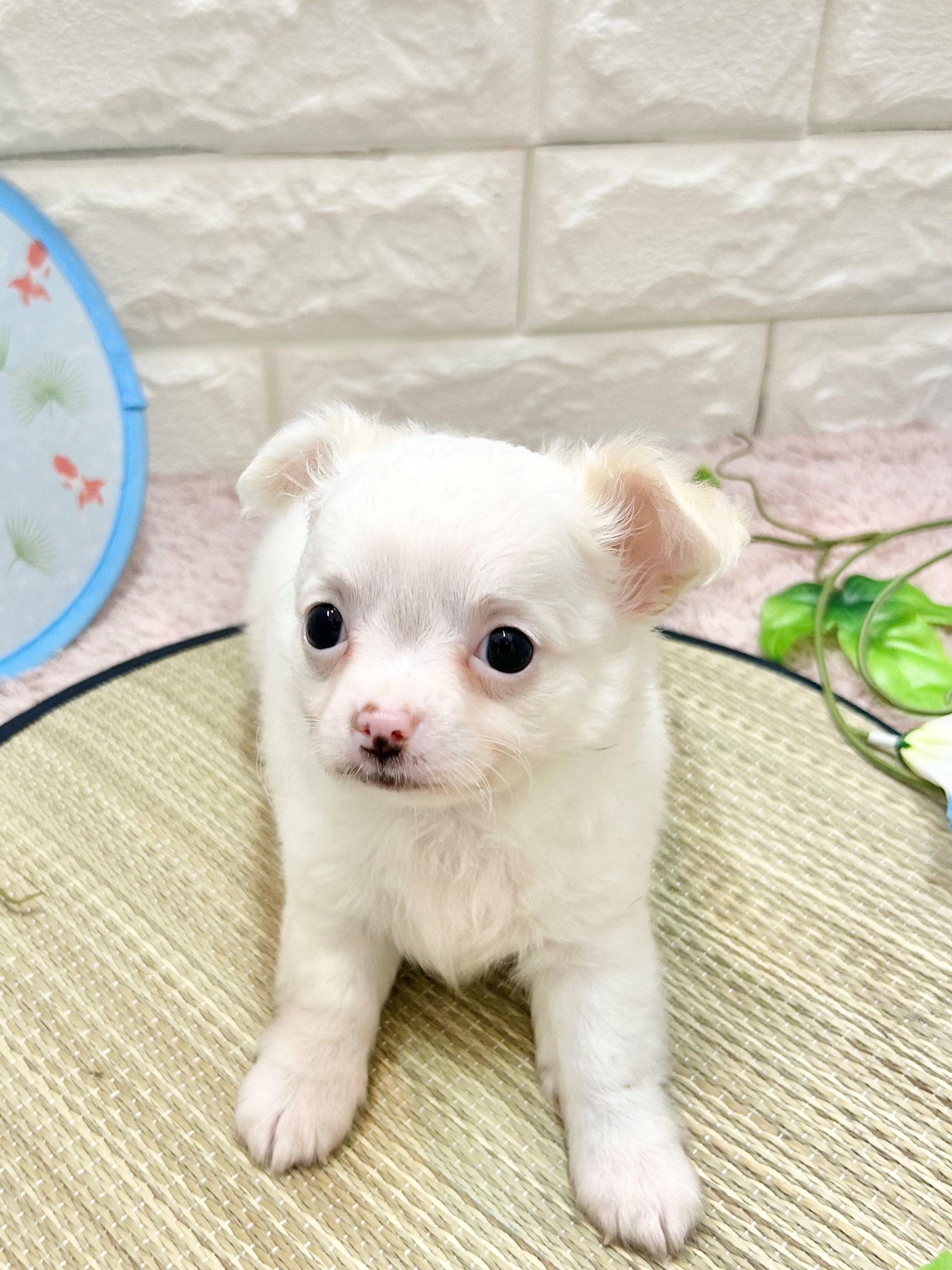 静岡県のチワワ(ロング) (犬の家＆猫の里プレ葉ウォーク浜北店/2026年5月18日生まれ/男の子/ホワイトクリーム)の子犬の1枚目の画像