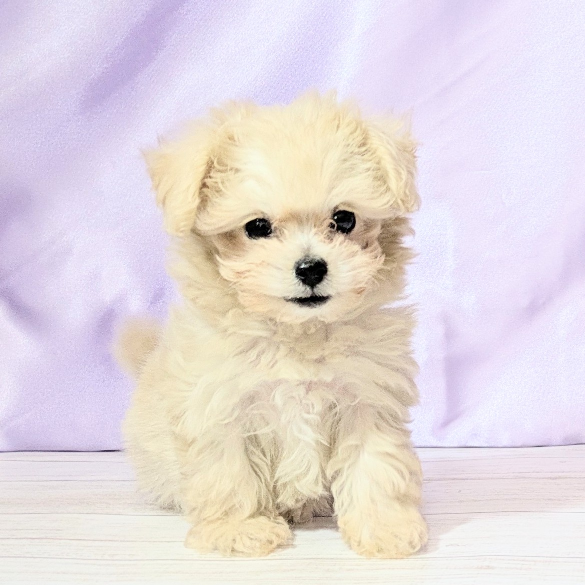 兵庫県のマルプー(マルチーズ×プードル) (犬の家＆猫の里尼崎店/2025年9月17日生まれ/女の子/クリーム)の子犬の2枚目の画像
