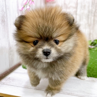 神奈川県のポメラニアン (犬の家＆猫の里小田原店/2025年12月24日生まれ/女の子/オレンジ)の子犬の2枚目の画像