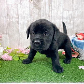 神奈川県のラブラドールレトリーバー (犬の家＆猫の里小田原店/2025年12月29日生まれ/男の子/ブラック)の子犬の2枚目の画像