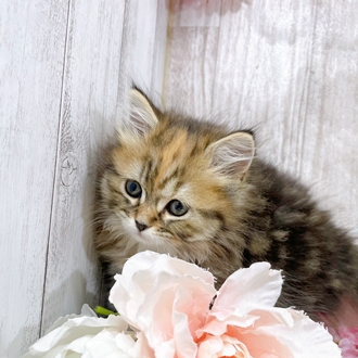 神奈川県のスコティッシュフォールド (犬の家＆猫の里小田原店/2025年12月26日生まれ/女の子/ブラウンパッチドタビー)の子猫の2枚目の画像