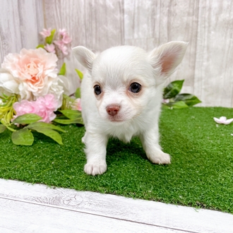 神奈川県のチワワ(ロング) (犬の家＆猫の里小田原店/2025年12月29日生まれ/女の子/クリームホワイト)の子犬の2枚目の画像