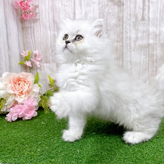 神奈川県のペルシャ (犬の家＆猫の里小田原店/2025年12月28日生まれ/女の子/チンチラシルバー)の子猫の2枚目の画像