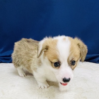 愛知県のウェルシュコーギーペンブローク (犬の家＆猫の里一宮店/2026年1月24日生まれ/男の子/レッドホワイト)の子犬の1枚目の画像