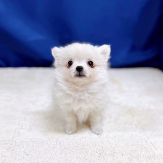 愛知県のポメチワ/チワポメ/ポメチー(ポメラニアン×チワワ) (犬の家＆猫の里一宮店/2025年10月16日生まれ/男の子/クリームホワイト)の子犬の2枚目の画像
