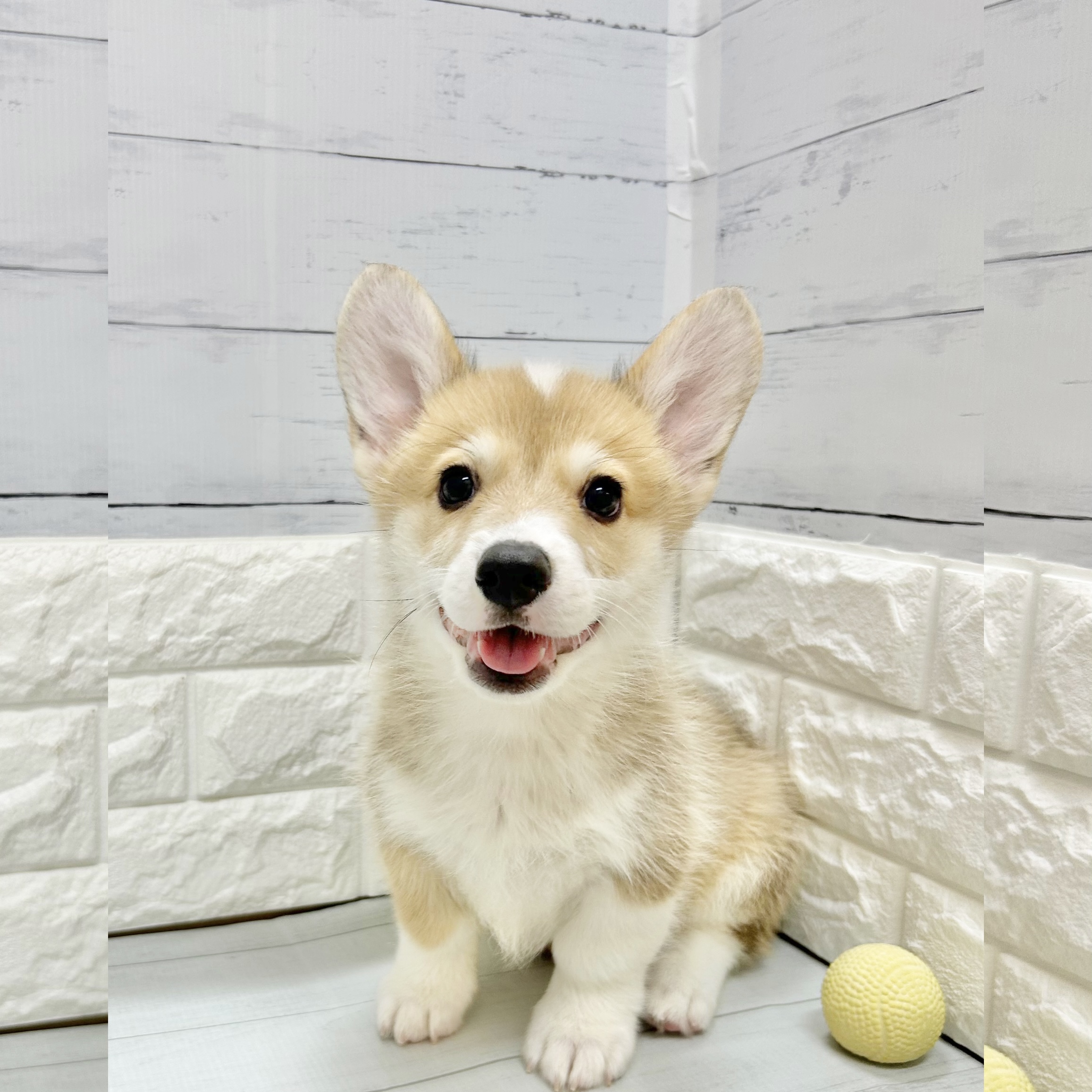 静岡県のウェルシュコーギーペンブローク (犬の家＆猫の里アミーゴ浜松和田店/2026年7月3日生まれ/男の子/セーブルホワイト)の子犬の2枚目の画像
