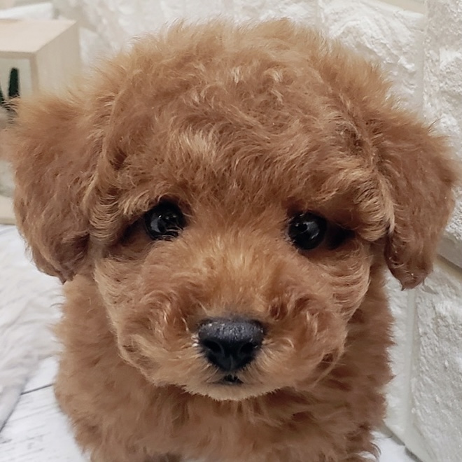 岡山県のトイプードル(トイ) (犬の家＆猫の里倉敷中庄店/2025年12月7日生まれ/男の子/レッド)の子犬の1枚目の画像