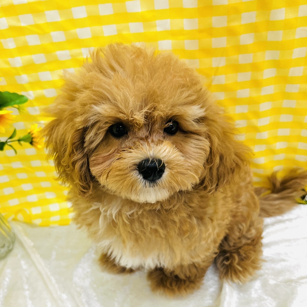 愛知県のマルプー(マルチーズ×プードル) (犬の家＆猫の里名古屋天白店/2026年6月3日生まれ/男の子/アプリコットホワイト)の子犬の2枚目の画像