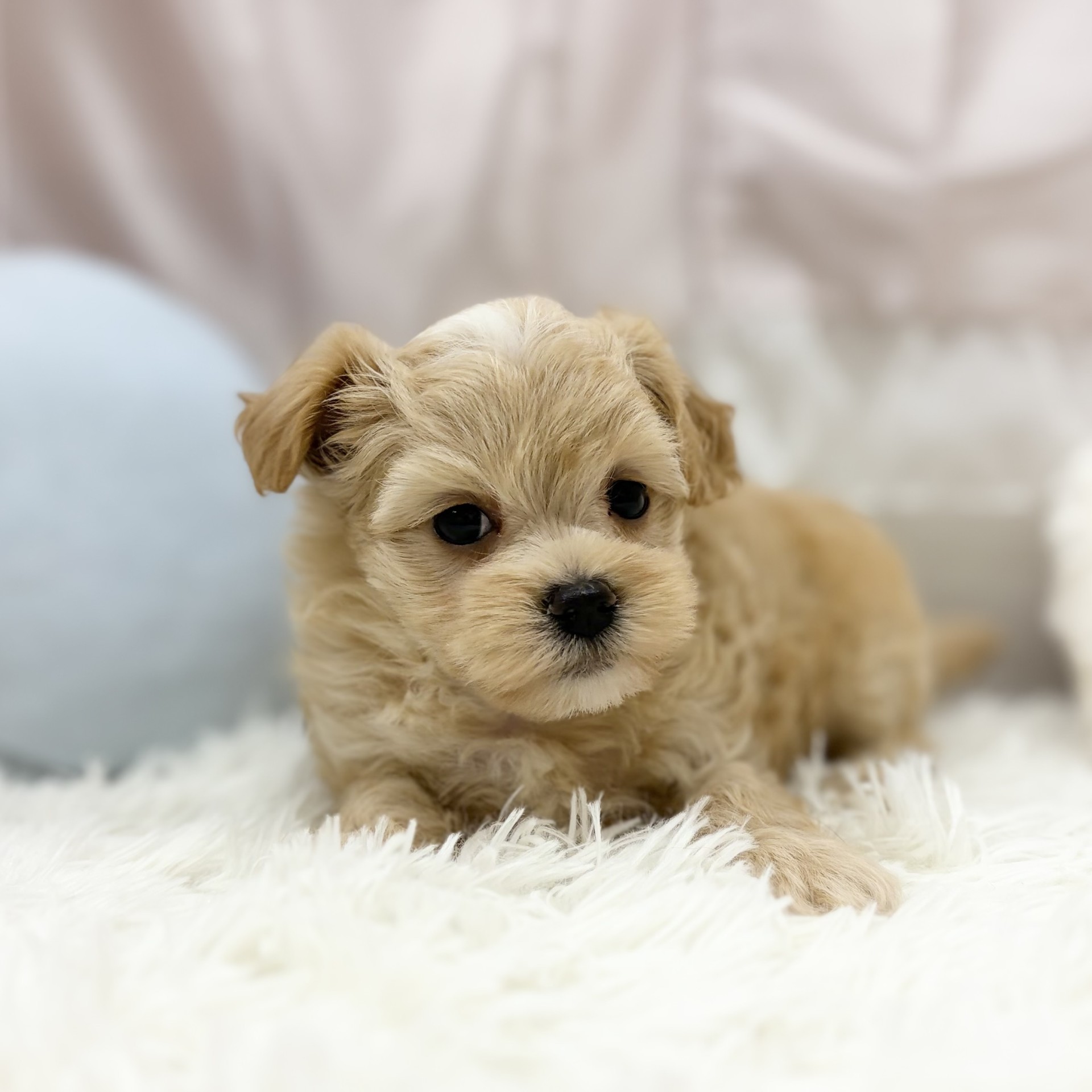 兵庫県のマルプー(マルチーズ×プードル) (犬の家＆猫の里カナート西神戸店/2026年5月30日生まれ/女の子/クリーム)の子犬の2枚目の画像