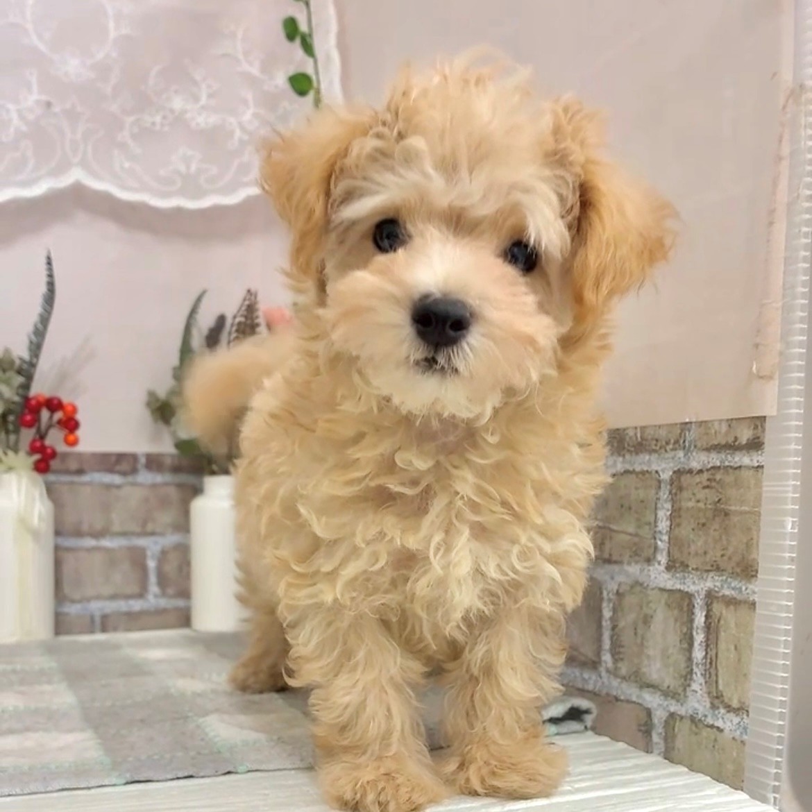 愛知県のマルプー(マルチーズ×プードル) (犬の家＆猫の里碧南店/2025年7月21日生まれ/男の子/クリーム)の子犬の1枚目の画像