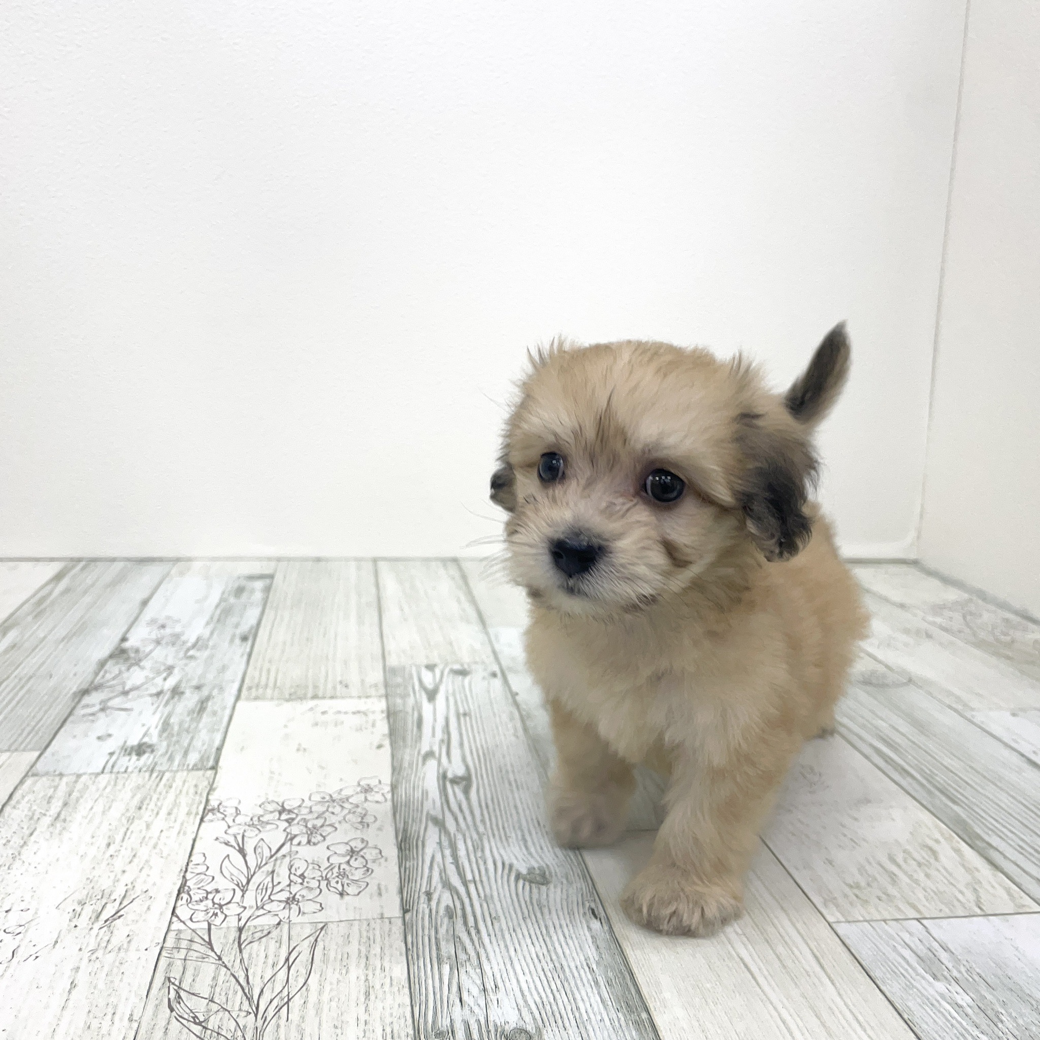 福岡県のマルックス(マルチーズ×ダックス) (犬の家＆猫の里シュロアモール筑紫野店/2025年7月22日生まれ/女の子/アプリコット)の子犬の2枚目の画像