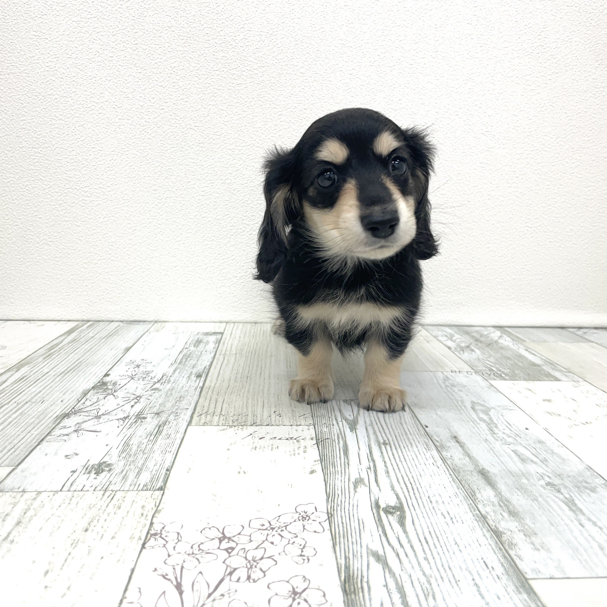 福岡県のミニチュアダックスフンド(ロング) (犬の家＆猫の里シュロアモール筑紫野店/2025年7月19日生まれ/女の子/ブラックイエロー)の子犬の2枚目の画像